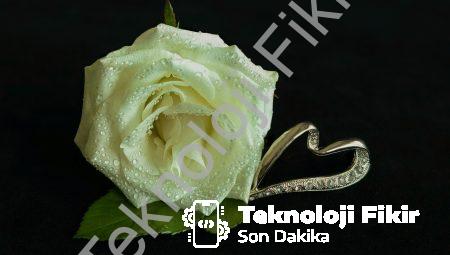 Hoşgeldiniz!