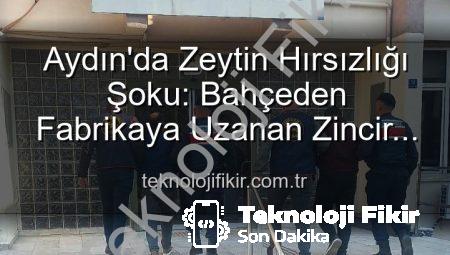 Aydın’da Zeytin Hırsızlığı Şoku: Bahçeden Fabrikaya Uzanan Zincir Kırıldı, 2 Şüpheli Yakalandı