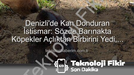 Denizli’de Tüyler Ürperten İstismar: Sözde Barınakta Köpekler Açlıktan Birbirini Yedi, Bağışlar Çöpe Gitti