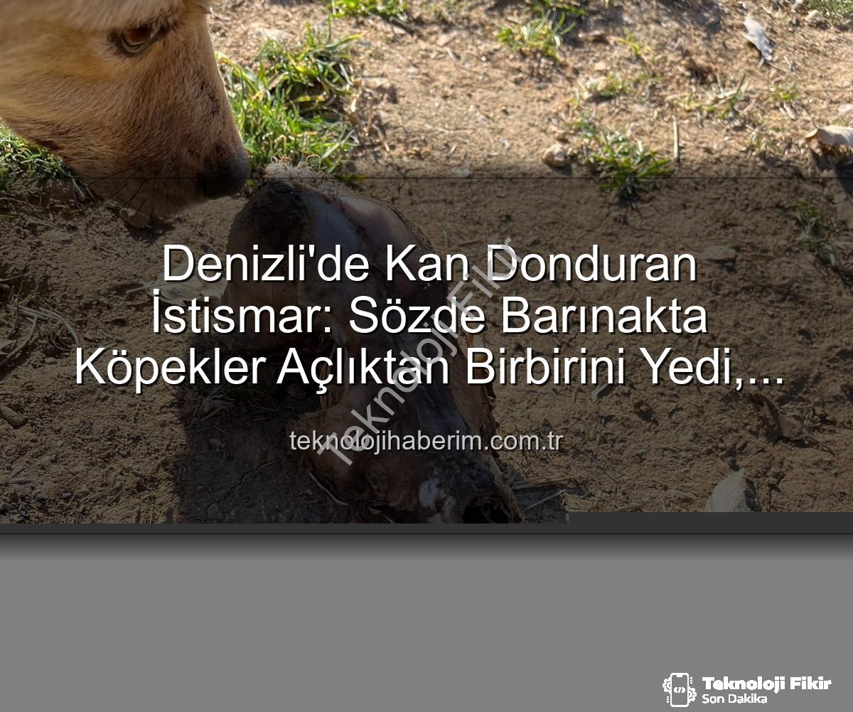 barınak istismarı - Denizli'de Tüyler Ürperten İstismar: Sözde Barınakta Köpekler Açlıktan Birbirini Yedi, Bağışlar Çöpe Gitti