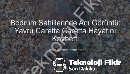 Bodrum Sahillerinde Acı Görüntü: Yavru Caretta Caretta Hayatını Kaybetti