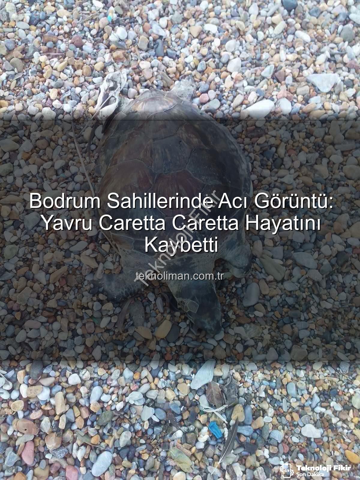 yavru caretta caretta - Bodrum Sahillerinde Acı Görüntü: Yavru Caretta Caretta Hayatını Kaybetti