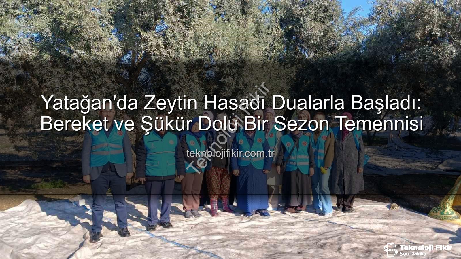 Yatağan zeytin hasadı - Yatağan'da Zeytin Hasadı Dualarla Başladı: Bereket ve Şükür Dolu Bir Sezon Temennisi