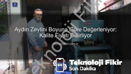 Aydın Zeytini Boyuna Göre Değerleniyor: Kalite Fiyatı Belirliyor