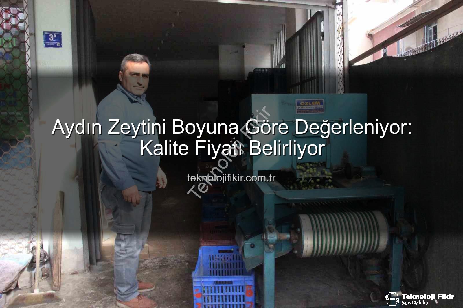 Aydın zeytini - Aydın Zeytini Boyuna Göre Değerleniyor: Kalite Fiyatı Belirliyor