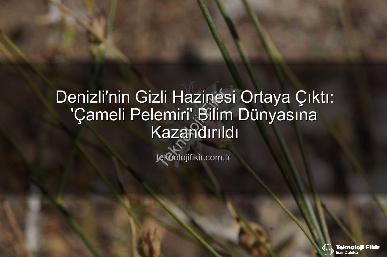Çameli pelemiri - Denizli'nin Gizli Hazinesi Ortaya Çıktı: 'Çameli Pelemiri' Bilim Dünyasına Kazandırıldı