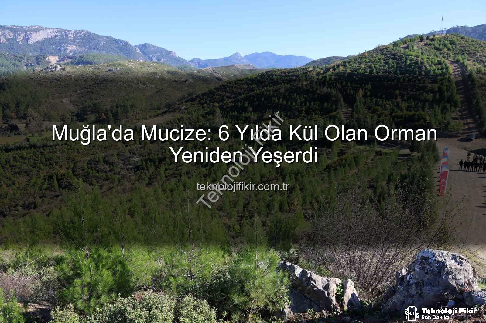 orman yeniden yeşerdi - Muğla'da Mucize: 6 Yılda Kül Olan Orman Yeniden Yeşerdi