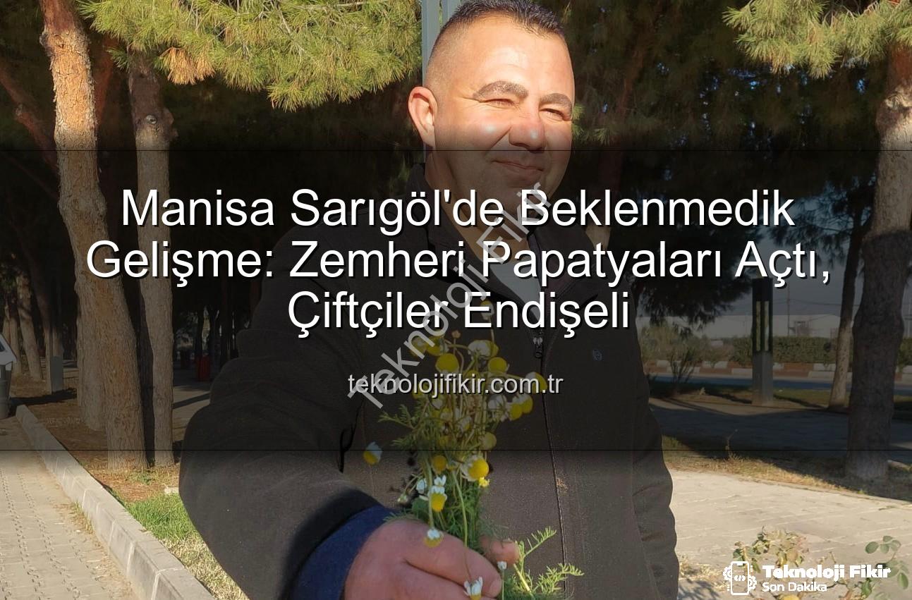 zemheri papatyaları - Manisa Sarıgöl'de Beklenmedik Gelişme: Zemheri Papatyaları Açtı, Çiftçiler Endişeli