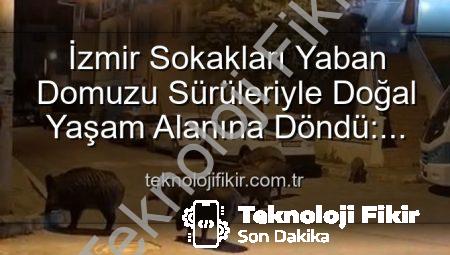 İzmir Sokakları Yaban Domuzu Sürüleriyle Doğal Yaşam Alanına Döndü: Vatandaşlar Tedirgin