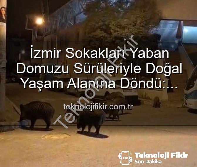 İzmir Sokakları Yaban Domuzu Sürüleriyle Doğal Yaşam Alanına Döndü: Vatandaşlar Tedirgin